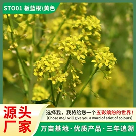 种子;种苗;种球