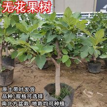 oԘ粨tشϱNֲļR˹Y