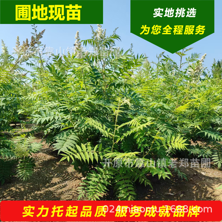 东北辽宁供应珍珠梅树苗园林绿化花灌木苗木丛生珍珠梅花量大批发