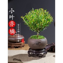 小叶赤楠陶瓷盆景树苗绿植室内客厅好养活四季常青文竹清香胡椒木
