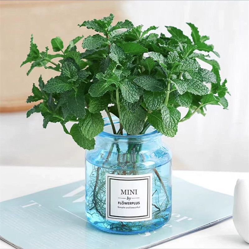 [베스트셀러 수경재배] 엄선된 민트 10개(파란색 유리병) 무료 크리스탈 머드 +