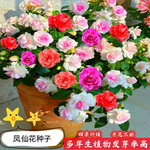 �ذ��P�ɻ��N�� ָ�׻��P�ɲ軨�ļ����׻�ͥԺ�̨ ���Ի��ܷN��