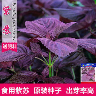 Double-Sided Perilla Edible Wild Perilla and Seaweed Seeds for All Seasons, Heat-Resistant Balcony Garden Potted Vegetable Seeds