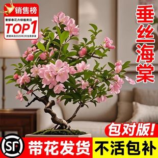 ���z���Ļ������r���ļ������辰�Ϙ�����ֲ���҃Ȼ��Gֲ�滨����