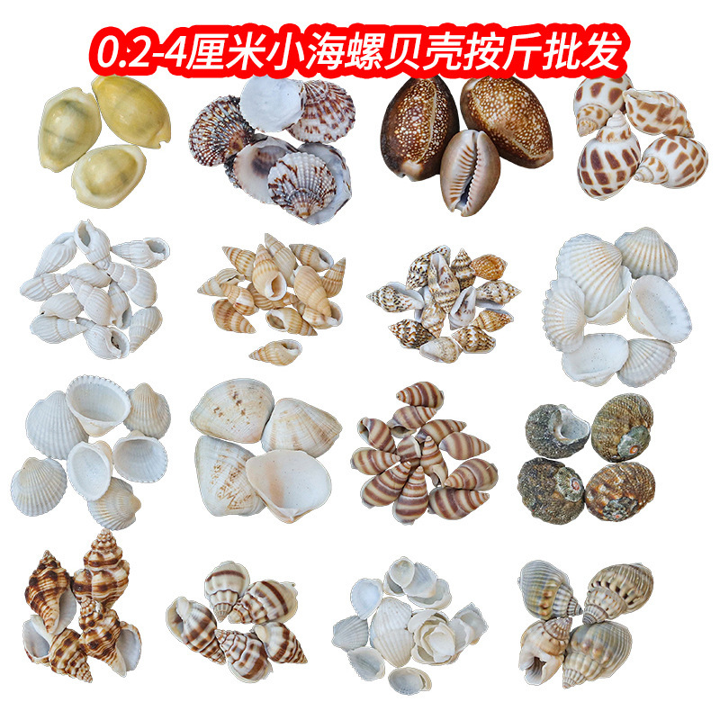 0.2- 4cm Natural Small Starfish Shell Conch Kindergarten Handmade DIY Micro Landscape Consumable Materials Wholesale by the Pound 0.2- 4cm Natural Small Starfish Shell Conch Kindergarten Handmade DIY Micro Landscape Consumable Materials Wholesale by the Pound