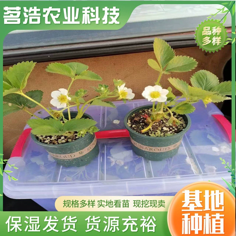 Саженцы клубники в горшках оптом с горшками, легко живут в любое время года, кремовые клубники, внутренний балкон, двор, саженцы фруктов, посаженные на севере и юге.