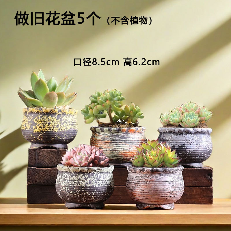 Macetas suculentas abstractas de todo fósforo, ventas directas de fábrica, cerámica de carne doméstica, ollas pequeñas de arcilla especial, liquidación al por mayor