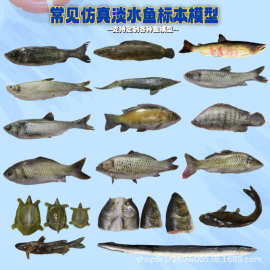定制仿真草鱼鲫鱼模型橱窗餐厅展示道具淡水鱼假鱼仿真鱼模型