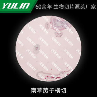 Nan Zizi Cross-cut Biological Microscope Specimen Animal and Plant Cell Slides Observation Experimental University