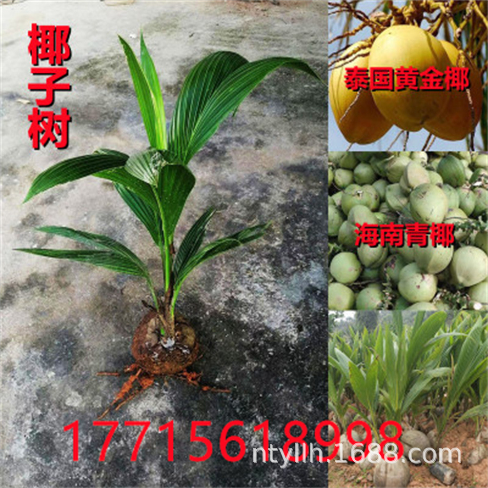 青椰子苗 红椰子苗 黄金矮化椰子树苗 金椰水果南方种植庭院地栽