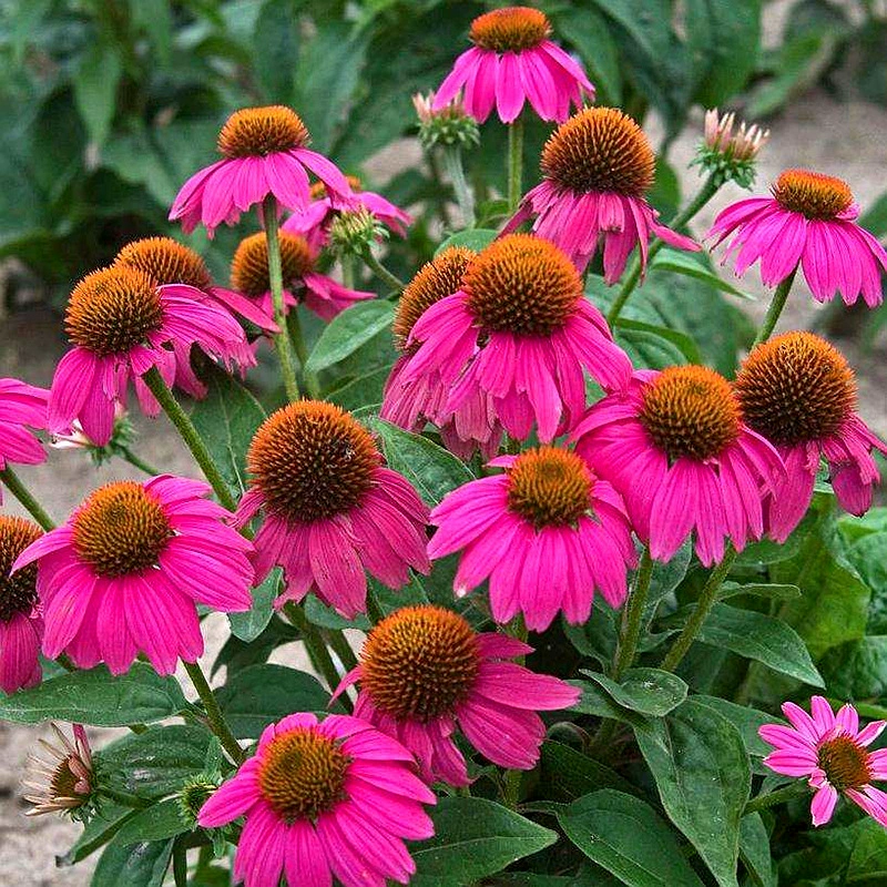 Семена цветов эхинацеи пурпурной весной и осенью посев многолетних морозостойких цветочных семян открытый двор балконные Цветы Семена в горшках