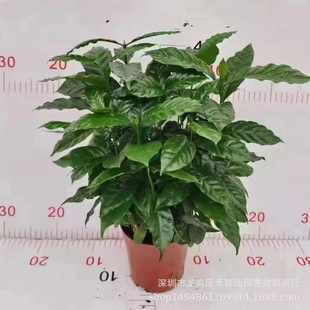 ����ľ����ֲ��С�w���M�ڹ���Y����ʳ�õ��d����ķ���ȶ�����