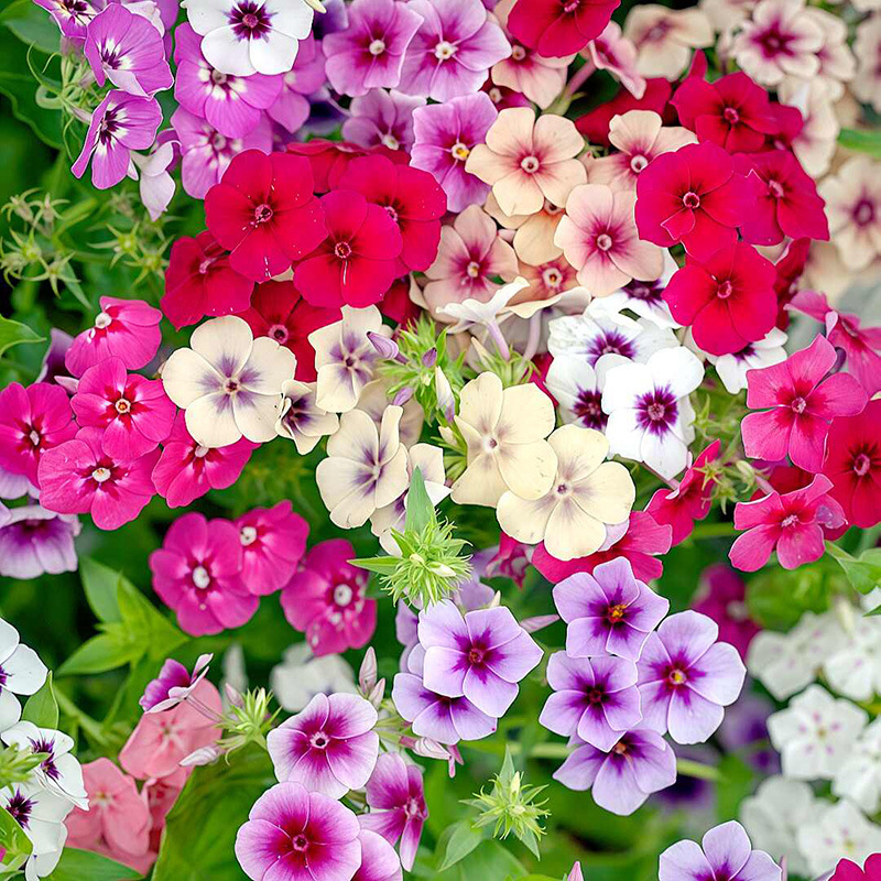 Phlox/about 200 capsules