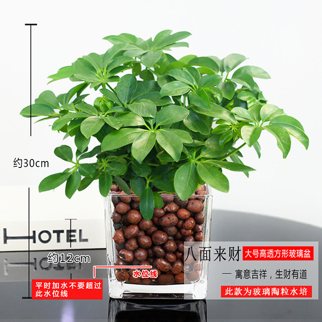 바팡라이카이 4그루(사각통+세람사이트) + 영양액