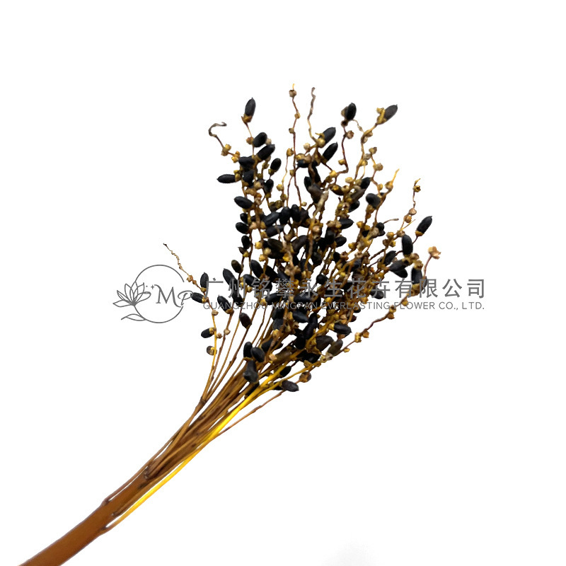 Dried flower betel nut fruit berry floral model room home soft decoration Nordic gardening Christmas flower material Dried flower betel nut fruit berry floral model room home soft decoration Nordic gardening Christmas flower material