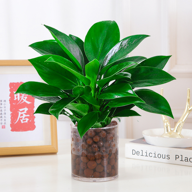 [수경재배모델] 골든다이아몬드 25cm 3그루(둥근통+세람사이트) + 영양액