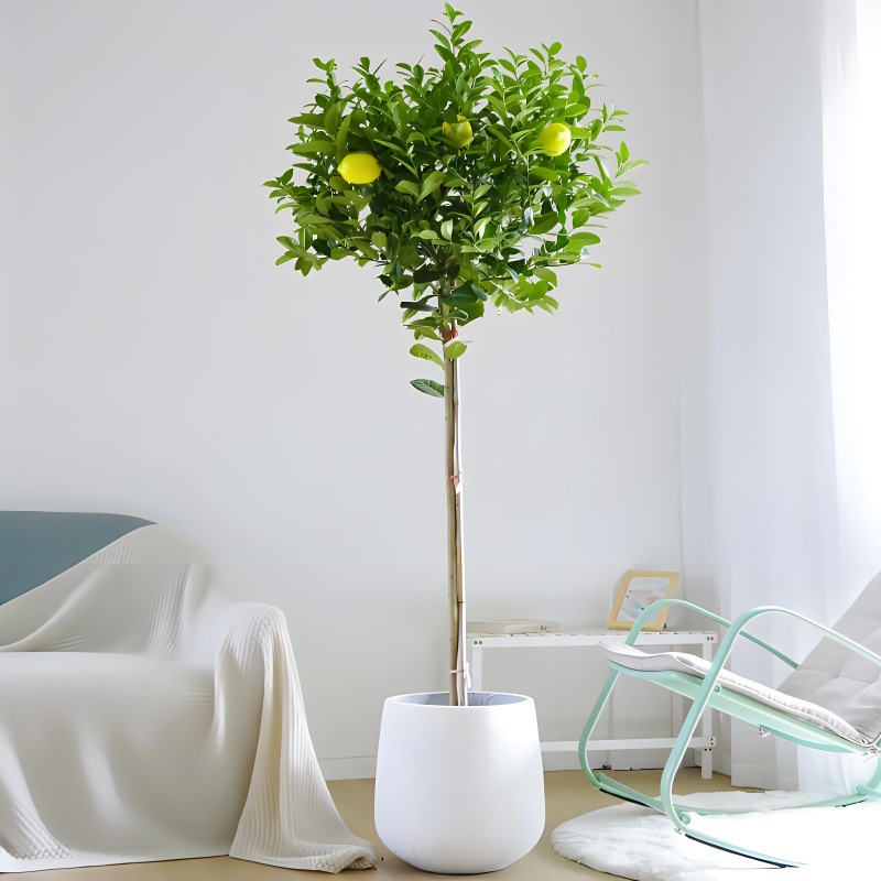 Perfume, árbol joven en maceta de limón con flores, flores comestibles con sabor a Luzhou, balcón, patio, pilas antiguas, resultados de la plantación