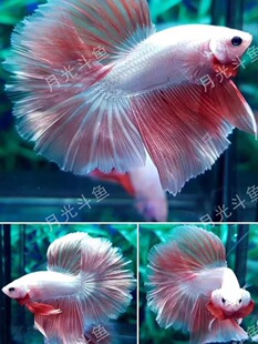 ̩�����¶��~ҕ�l�x�~��Ʒչʾ��ِ����������M���^�p�Ꭷ�~���w