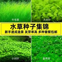 水草种子生态造景养鱼小对叶鱼缸免洗四季速成牛毛水草籽种植套餐