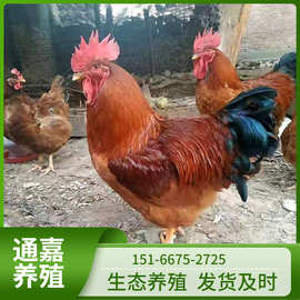 山东厂家销售九斤红公鸡苗 出壳脱温三黄鸡苗活体大量批发
