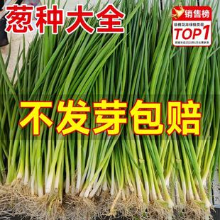 Onion Seeds, Four-Season Chive Seeds, Potted Shallot Seeds, Seedlings, Garden Planting, Shallots, Onion Vegetable Seeds