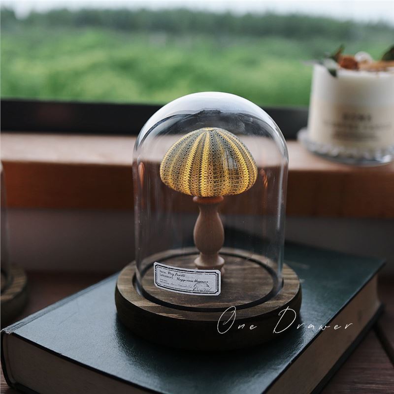 海洋海岛复古贝壳海胆海螺灯小夜灯摆件手工材料包创意过节礼物|undefined