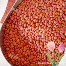 ��؛�ᗗ��Ұ�����l��ș�ďS�Ҵ�؛�����ɳ����ᗗ��