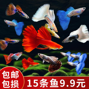 ��ȸ�~���w�Pβ�~��ˮȺ�Ό�����~���NС��̥���~�~��Ꭷ�^�p�~