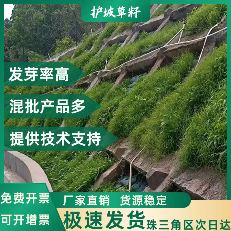 Корень зуба ржаной травы газон семена травы