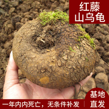 红藤山乌龟金不换植物室内圆叶盆栽云南多肉花卉水培爬藤绿植