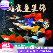 ��ˮ���~���~���BС���ͻ�Ꭷ�Pβ��ȸ�~�絭ˮ���R���BС�~�^�p