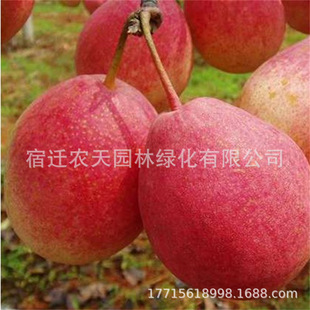 ������޽����ּtƤơ�ļ������������������Ʒ�N�߮a���Ә���