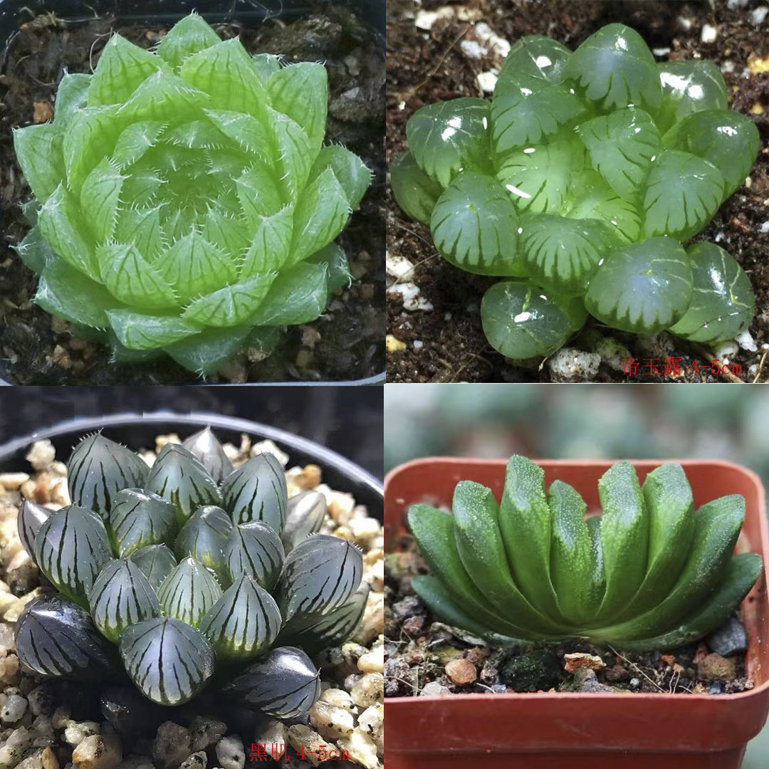 (너무 저렴한 제이드듀 기간한정 특가) 사쿠라 크리스탈 + 황제제이드듀 + 블랙머슬 + 제이드부채 조합세트 (블랙큐브 배송됩니다)