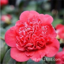 ֪���軨�G�ڼt��P��֦Ǥ����޽ӻ����玧������t��ɽ�軨