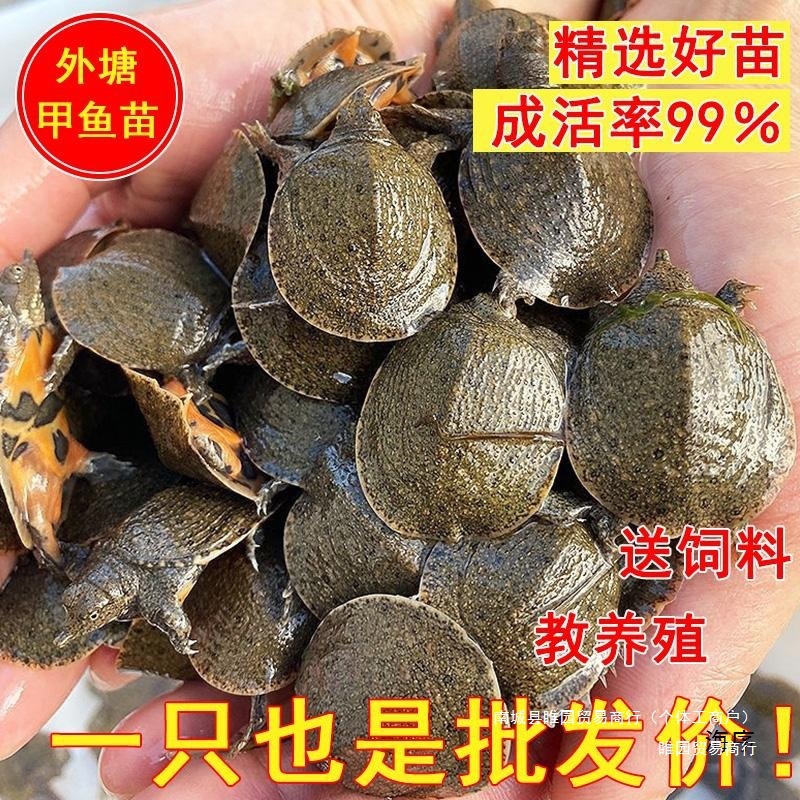 大甲鱼苗活苗批发中华鳖苗鱼塘养殖淡水鱼苗鲜活小甲鱼水鱼团鱼苗