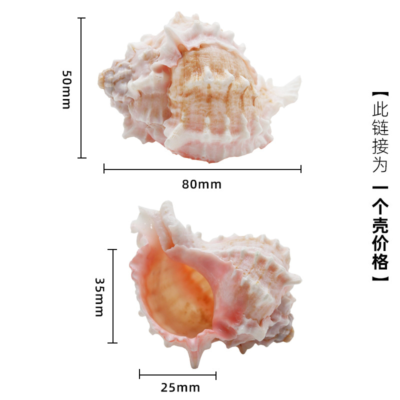 흰색 X80 작은 분홍색 입 달팽이는 3cm 이상의 게에 적합합니다.