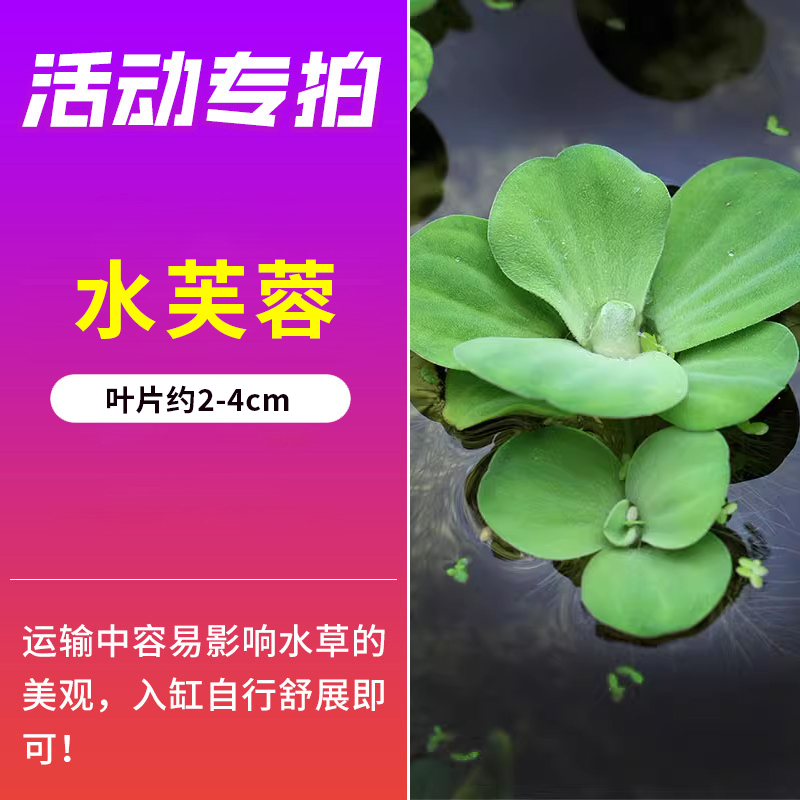 [이벤트 전용] 워터히비스커스 3개