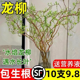 ���F�������r��֦�Gֲ�����҃ȾW�tˮ��ֲ����B���֧ѩ��