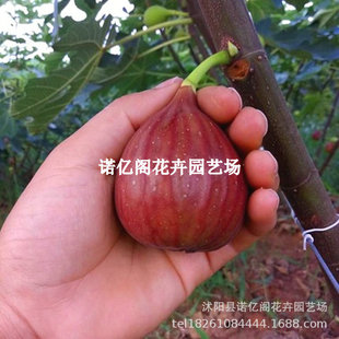 �o����������Ї��Ϲ��o�����������Ե��ԷNֲ�t�����Ϲ��o������
