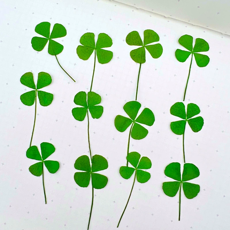 Четырехлистный Клевер настоящие листья листьев Сушеный Цветок тисненая настольная лампа настоящий цветочный материал образец растения лепесток макияж сушеный цветок лицо