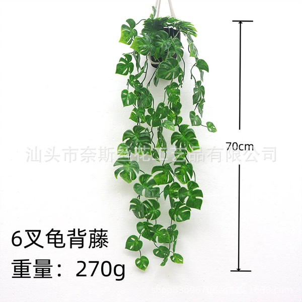 6-pronged turtle vine (with pot)