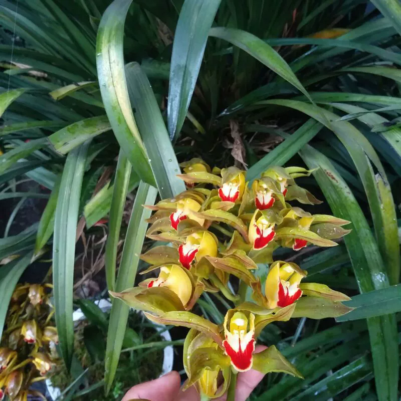 Юньнаньская орхидея с головой тигра, зеленое растение, бонсай, король тигров, краснохвостая чайка, зеленый дзен, маленькая голова тигра, коричневый корень, слоновая кость, белый, красивый в помещении и на открытом воздухе