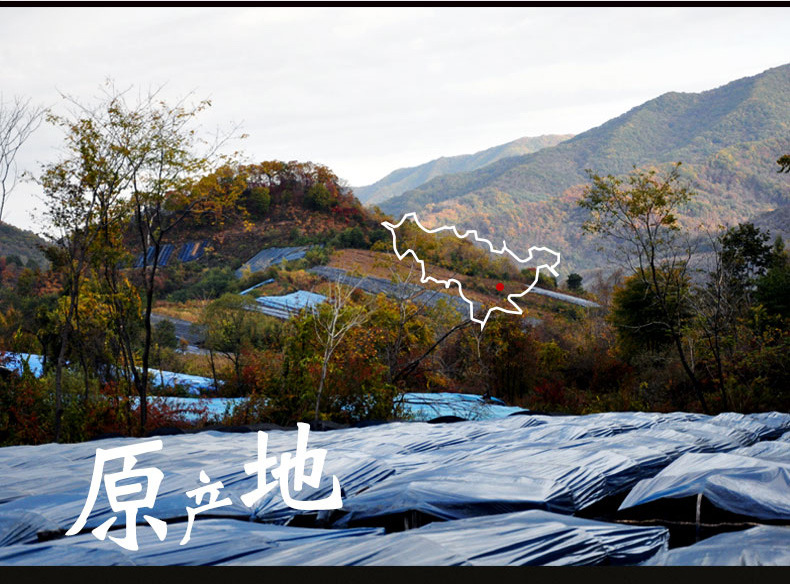American Ginseng Slices Xi Yang Shen 500g Dried Root Slices for Tea and Cooking quality and texture