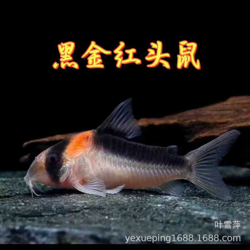 Black Gold Red-Headed Violet David Rat Green Rat Indian Rat Golden-Winged Pearl Rat Cleaning Bottom Sand South American Tropical Rat