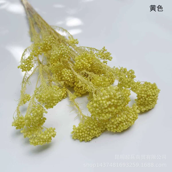 ◦◦◦◦◦◦Yellow◦◦◦◦◦◦