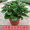 Douban Green Basin Planting Mes. Plant Hydroponic Flower Plant Room Living Room Desktop Green Plant Blue Jade Four Seasons Green Free Shipping