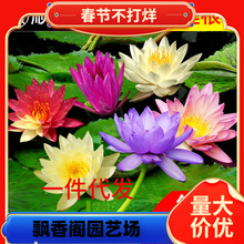 һ�����l˯ɏˮ��ֲ���ļ�ˮ�B�ɻ�ˮɏ�����Ի���ˮ������˯ɏ��