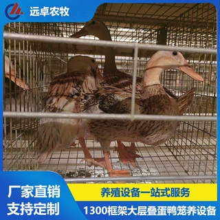 H型框架立体养殖四层叠蛋鸡养殖场自动捡蛋机 河南焦作蛋鸭鸭笼养