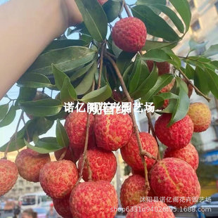������֦��޽�����Ʒ�N���M���^���G��֦�������Ԏ����~����Y��
