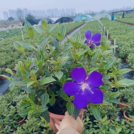 盆栽;灌木;蕨类植物